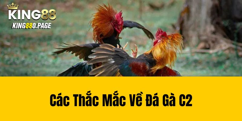 Các Thắc Mắc Về Đá Gà C2