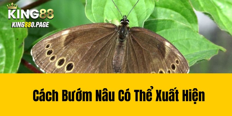 Cách Bướm Nâu Có Thể Xuất Hiện