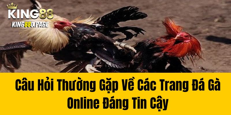 Câu Hỏi Thường Gặp Về Các Trang Đá Gà Online Đáng Tin Cậy