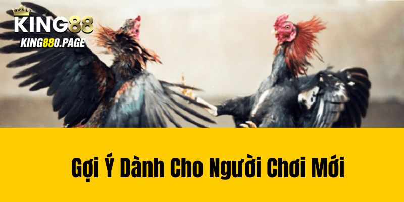 Gợi Ý Dành Cho Người Chơi Mới