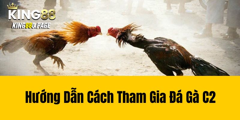 Hướng Dẫn Cách Tham Gia Đá Gà C2