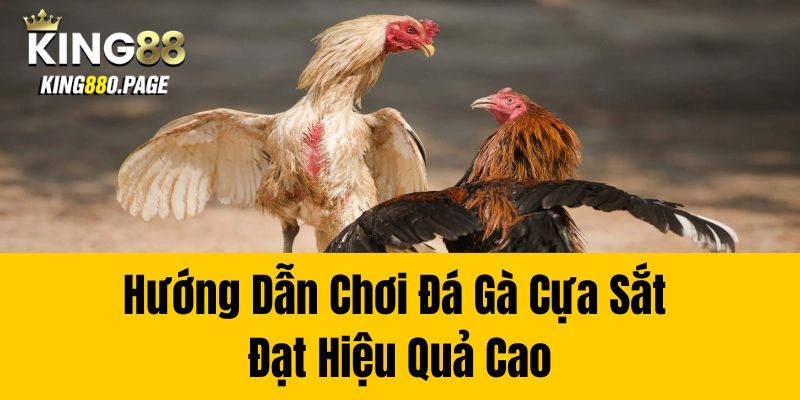 Hướng Dẫn Chơi Đá Gà Cựa Sắt Đạt Hiệu Quả Cao