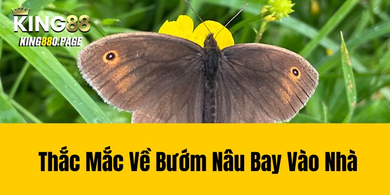 Thắc Mắc Về Bướm Nâu Bay Vào Nhà