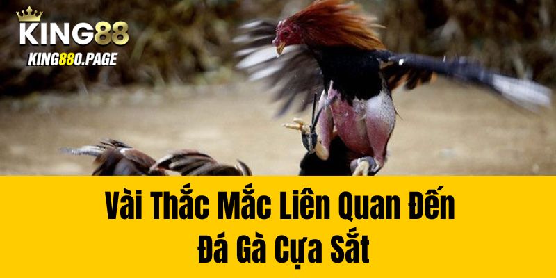 Vài Thắc Mắc Liên Quan Đến Đá Gà Cựa Sắt